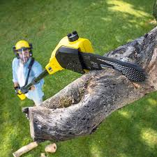 Best Tree Risk Assessment  in Jones Valley, CA