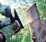 Best Tree Disease Treatment  in Jones Valley, CA