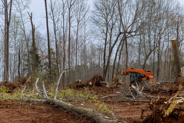 Best Stump Grinding and Removal  in Jones Valley, CA