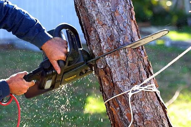 Lawn Maintenance Plans in Jones Valley, CA