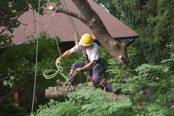 How Our Tree Care Process Works  in  Jones Valley, CA