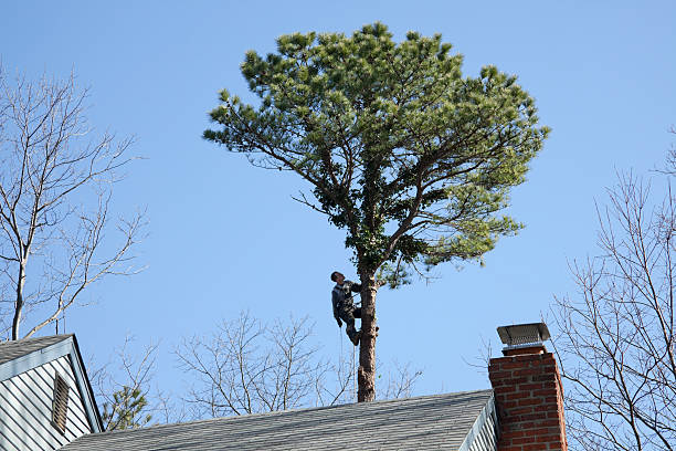 Reliable Jones Valley, CA Tree Care Solutions